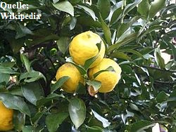 250px-Yuzu