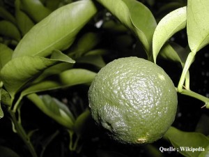 Yuzu